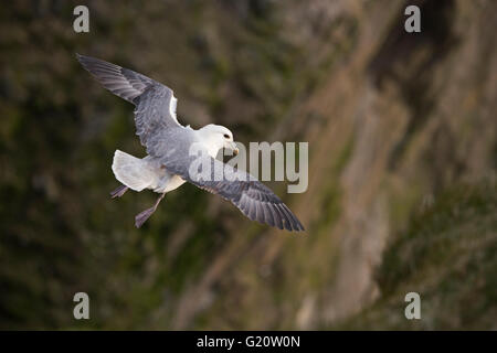 Le Fulmar boréal (Fulmarus glacialis) Hermaness Avril Shetland Banque D'Images