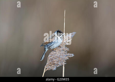 Emberiza schoeniclus Reed homme entrée en plumage nuptial Claj Norfolk Mars Banque D'Images