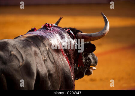 Un taureau blessé au cours d'une corrida de la Feria de Abril" célébrée à arènes Real Maestranza de Séville le 10 mai 2014 à Séville, Espagne Banque D'Images