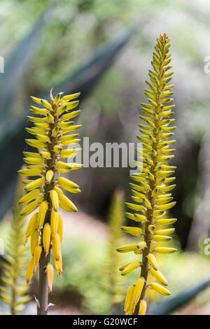 Aloe vera Banque D'Images