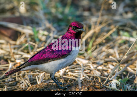 À dos Violet starling dans Kruger National Park, Afrique du Sud ; Espèce Cinnyricinclus leucogaster famille des Sturnidae Banque D'Images