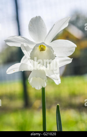 Belle paire de toutes les jonquilles blanc Mount Hood Banque D'Images