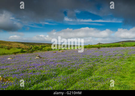 Prairie sauvage et collines avec des jacinthes dans westcountry en UK Banque D'Images