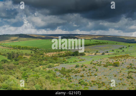 Vue panoramique sur Holwell pelouse avec des jacinthes dans le Devon, UK Banque D'Images