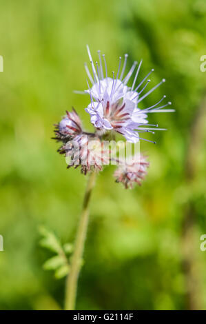 Fleur de Vipérine commune la vipère close up Banque D'Images