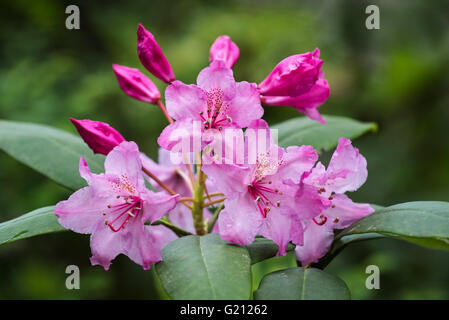 Rhododendron (Rhododendron macrophyllum du Pacifique) s'épanouir. Banque D'Images