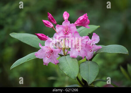 Rhododendron (Rhododendron macrophyllum du Pacifique) s'épanouir. Banque D'Images