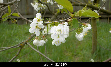 Fleurs de Cerisiers en fleurs sur la branche d'arbre Banque D'Images