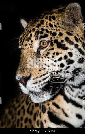 Jaguar de près sur le noir dans la nuit Banque D'Images