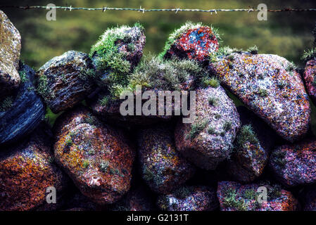 Lichen pousse sur les rochers de granit d'un mur de pierres sèches en Irlande. Banque D'Images