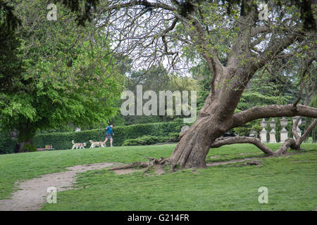 Londres, Royaume-Uni. 21 mai, 2016. Hier et aujourd'hui photos des motifs de Chiswick House à l'ouest de Londres, 50 ans après les Beatles a fait l'histoire de la musique pop avec leurs vidéos pour "Paperback Writer" et "Rain" tourné le 20 mai 1966 : Crédit photographique à vue/Alamy Live News Banque D'Images