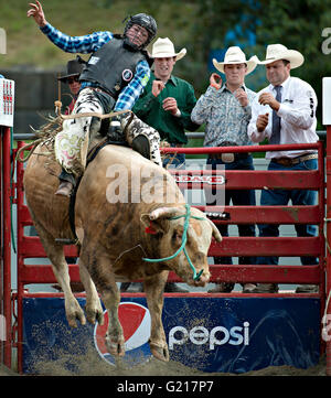 Surrey, Canada. 21 mai, 2016. Un cowboy est en concurrence dans la circonscription de bull la concurrence pendant la Cloverdale Rodeo à Surrey, Canada, Mai 21, 2016. Plus de 95 cowboys et cowgirls participé leurs compétences à la 70e circonscription Cloverdale Rodeo à Surrey, Canada. Cloverdale Rodeo est l'une des plus grandes et plus ancien événement rodéo en Amérique du Nord. Crédit : Andrew Soong/Xinhua/Alamy Live News Banque D'Images