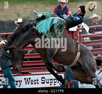 Surrey, Canada. 21 mai, 2016. Un cowboy effectue pendant la Cloverdale Rodeo à Surrey, Canada, Mai 21, 2016. Plus de 95 cowboys et cowgirls participé leurs compétences à la 70e circonscription Cloverdale Rodeo à Surrey, Canada. Cloverdale Rodeo est l'une des plus grandes et plus ancien événement rodéo en Amérique du Nord. Crédit : Andrew Soong/Xinhua/Alamy Live News Banque D'Images