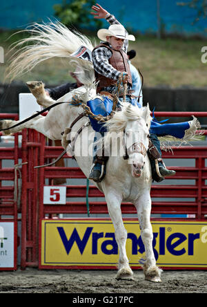 Surrey, Canada. 21 mai, 2016. Un cowboy effectue pendant la Cloverdale Rodeo à Surrey, Canada, Mai 21, 2016. Plus de 95 cowboys et cowgirls participé leurs compétences à la 70e circonscription Cloverdale Rodeo à Surrey, Canada. Cloverdale Rodeo est l'une des plus grandes et plus ancien événement rodéo en Amérique du Nord. Crédit : Andrew Soong/Xinhua/Alamy Live News Banque D'Images