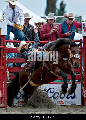 Surrey, Canada. 21 mai, 2016. Un cowboy effectue pendant la Cloverdale Rodeo à Surrey, Canada, Mai 21, 2016. Plus de 95 cowboys et cowgirls participé leurs compétences à la 70e circonscription Cloverdale Rodeo à Surrey, Canada. Cloverdale Rodeo est l'une des plus grandes et plus ancien événement rodéo en Amérique du Nord. Crédit : Andrew Soong/Xinhua/Alamy Live News Banque D'Images