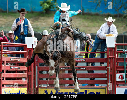 Surrey, Canada. 21 mai, 2016. Un cowboy effectue pendant la Cloverdale Rodeo à Surrey, Canada, Mai 21, 2016. Plus de 95 cowboys et cowgirls participé leurs compétences à la 70e circonscription Cloverdale Rodeo à Surrey, Canada. Cloverdale Rodeo est l'une des plus grandes et plus ancien événement rodéo en Amérique du Nord. Crédit : Andrew Soong/Xinhua/Alamy Live News Banque D'Images