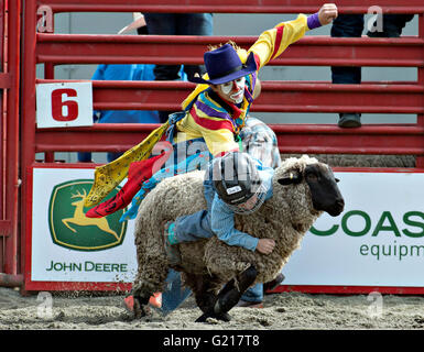 Surrey, Canada. 21 mai, 2016. Un enfant participe à l'événement au cours de l'eurojargon mouton Cloverdale Rodeo à Surrey, Canada, Mai 21, 2016. Plus de 95 cowboys et cowgirls concurrencer leurs compétences à la 70e circonscription Cloverdale Rodeo à Surrey, Canada. Cloverdale Rodeo est l'une des plus grandes et plus ancien événement rodéo en Amérique du Nord. Crédit : Andrew Soong/Xinhua/Alamy Live News Banque D'Images