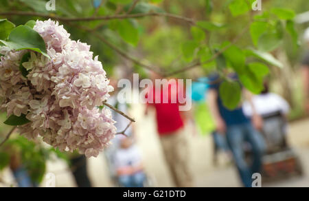 Berlin, Allemagne. 21 mai, 2016. Les fleurs de cerisier vu à la Lotus Lantern Festival au Jardins du Monde dans le quartier de Marzahn Berlin, Allemagne, 21 mai 2016. Photo : PAUL ZINKEN/dpa/Alamy Live News Banque D'Images