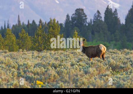 Wapiti Cervus canadensis femme Grand Teton National Park Wyoming USA Banque D'Images