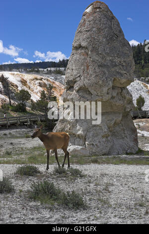 Wapiti Cervus canadensis près de Mammoth Hot Spring Parc National de Yellowstone au Wyoming USA Banque D'Images