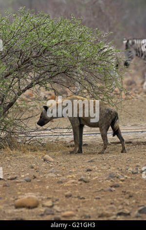 L'hyène tachetée Crocuta crocuta Parc National Kruger en Afrique du Sud Banque D'Images