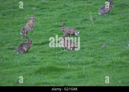 Lièvre brun Lepus capensis Ecosse Banque D'Images