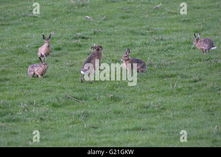 Lièvre brun Lepus capensis Ecosse Banque D'Images