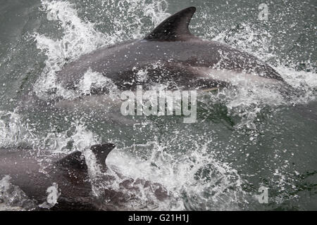 Lagenorhynchus australis (dauphin de Peale)