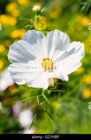 Cosmos blanc fleur dans le jardin d'été. Banque D'Images