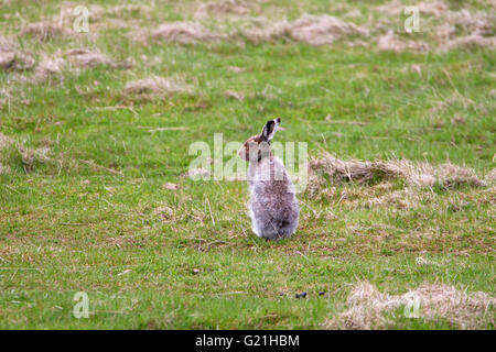 Lièvre Lepus timidus à danger dans la région de Highland Valley Findhorn en Écosse UK Banque D'Images