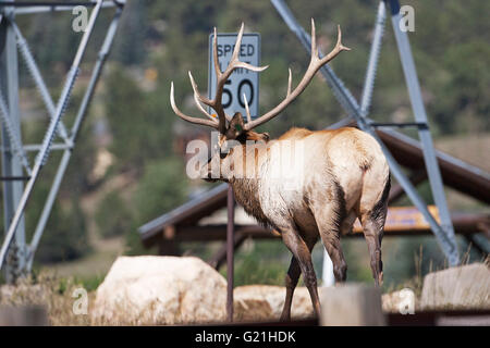 Le Wapiti Cervus canadensis homme près du Lac Estes Estes Park Le parc national des Montagnes Rocheuses au Colorado USA Banque D'Images