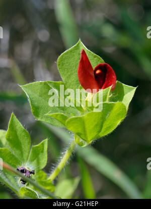 Pois asperges ou à ailes - Lotus tetragonolobus syn. Tetragonolobus purpureus Banque D'Images