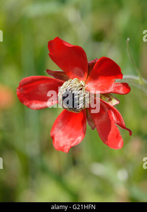 Renoncule - Ranunculus asiaticus Turban forme Fleur rouge Banque D'Images