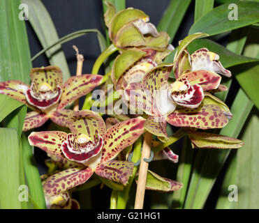 Cymbidium Orchidée hybride Ishitani Harriet Banque D'Images