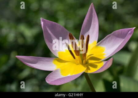 Mauve-jaune tulipe, tulipe naine (Tulipa humilis), cachet de la poste et des étamines, Wildtulpe, Bade-Wurtemberg, Allemagne Banque D'Images