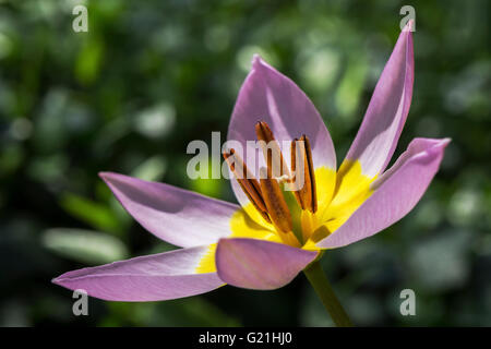 Mauve-jaune tulipe, tulipe naine (Tulipa humilis), Wildtulpe, tampon et les étamines, Bade-Wurtemberg, Allemagne Banque D'Images