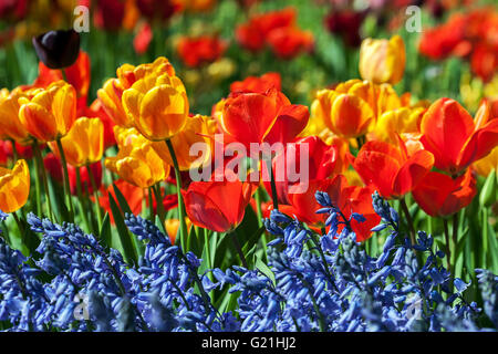 Fleurs de tulipe (Tulipa sp.) avec les muscaris (Muscari), Bade-Wurtemberg, Allemagne Banque D'Images