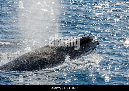 Baleine à bosse (Megaptera novaeangliae) adulte et sur l'expiration, Hervey Bay, Queensland, Australie Banque D'Images