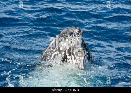 Baleine à bosse (Megaptera novaeangliae) adulte surfacing, Hervey Bay, Queensland, Australie Banque D'Images