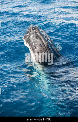 Baleine à bosse (Megaptera novaeangliae) adulte surfacing, Hervey Bay, Queensland, Australie Banque D'Images