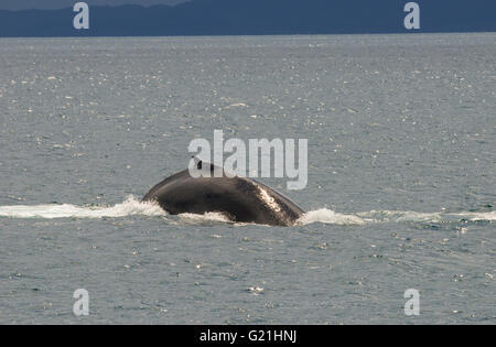 Baleine à bosse (Megaptera novaeangliae) adulte surfacing, Hervey Bay, Queensland, Australie Banque D'Images