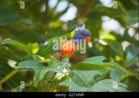 Rainbow Lorikeet, (Trichoglossus haematodus) assis dans l'arbre, Lone Pine Koala Sanctuary, Brisbane, Queensland, Australie Banque D'Images