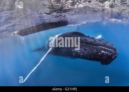 Baleine à bosse (Megaptera novaeangliae) Nager sous un voile d'argent, banques, République Dominicaine Banque D'Images