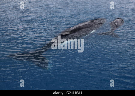 Baleine à bosse (Megaptera novaeangliae) mère et son petit se reposant sur la surface de l'eau, d'argent, d'argent et de Banque Banque Navidad Banque D'Images