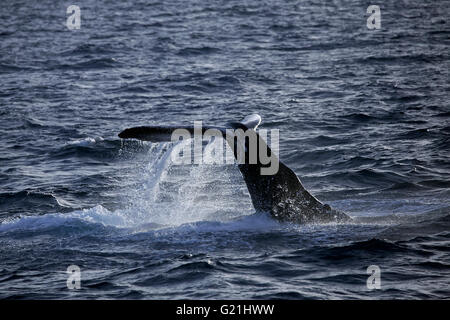 Baleine à bosse (Megaptera novaeangliae) comportement typiques de l'espèce, frapper la surface de l'eau sur la queue, queue gifles, Silver Bank, Banque D'Images