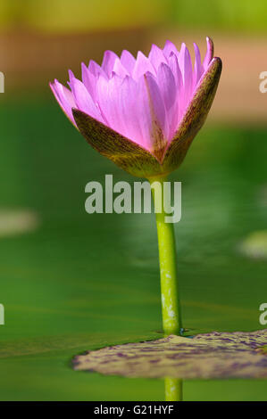 Star lotus (Nymphaea nouchali) avec fleur rose, Rhénanie du Nord-Westphalie, Allemagne Banque D'Images
