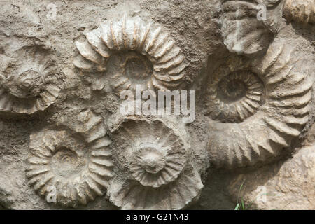 De la famille des Scaphites heteromorph ammonites répandue pendant le Crétacé trouvés comme des fossiles au Maroc, l'Af Banque D'Images