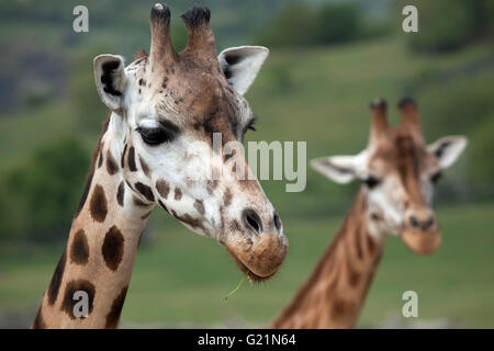 Rothschild Girafe (Giraffa camelopardalis rothschildi) au Zoo de Prague, République tchèque. Banque D'Images