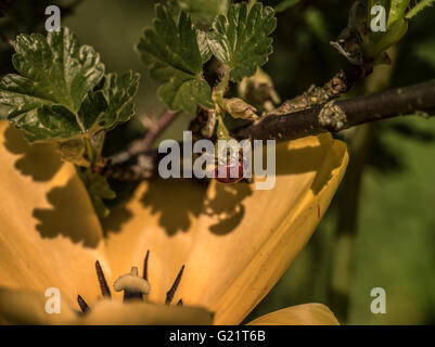 Ladybug ramper à l'envers d'ombre sur une fleur jaune Banque D'Images