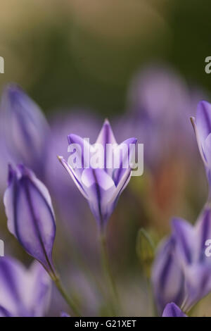 Agapanthus blue violet fleurs s'épanouissent sur un fond de vert dans un jardin botanique au printemps. Banque D'Images